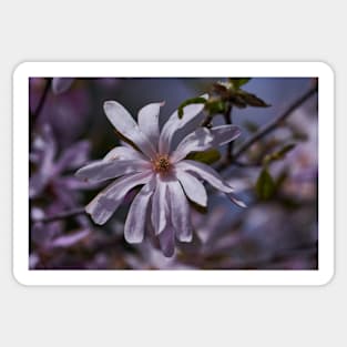 Magnolia flower closeup Sticker